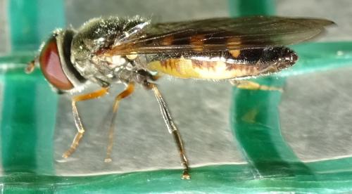 Platycheirus sp.